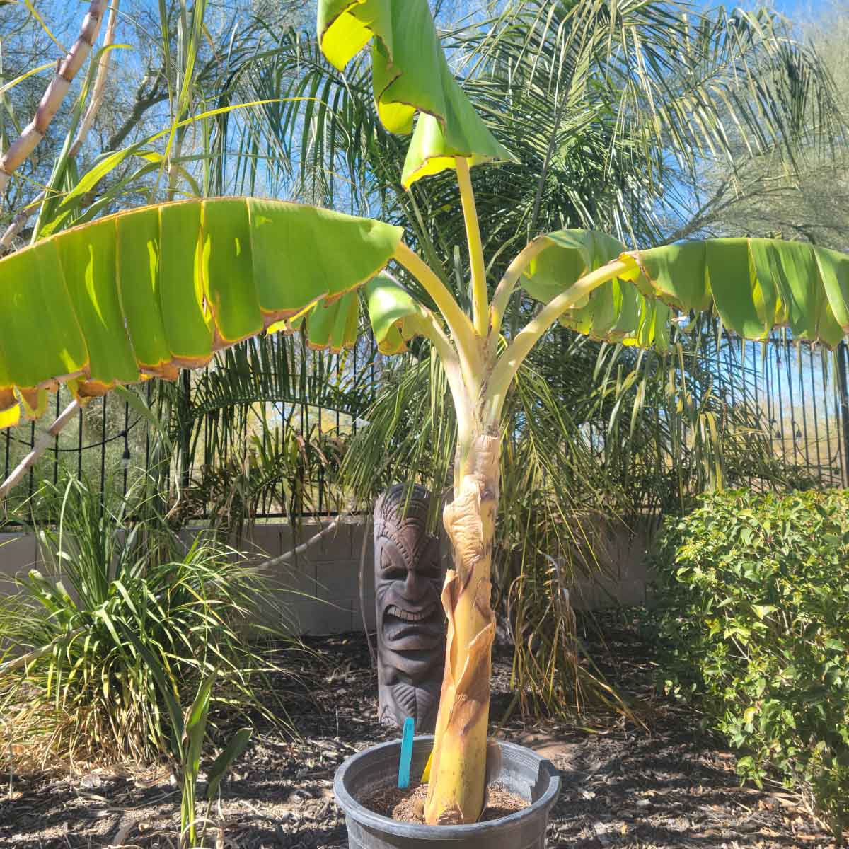 Ice Cream Banana - The Tiki Yard - Banana Tree