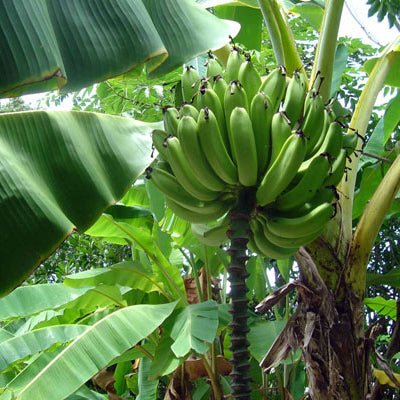 Goldfinger Banana - The Tiki Yard - Banana Tree