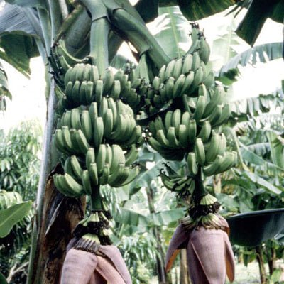 Musa Double 'Mahoi' Banana - The Tiki Yard - Banana Tree