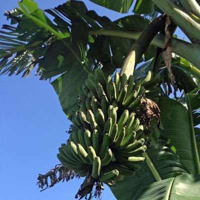 Lacatan Banana - The Tiki Yard - Banana Tree