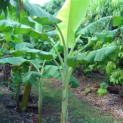 Dwarf Orinoco Banana - The Tiki Yard - Banana Tree