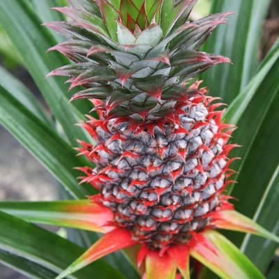 Florida Special Pineapple - The Tiki Yard - Pineapple
