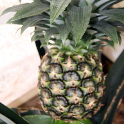 Sugarloaf Pineapple - The Tiki Yard - Pineapple