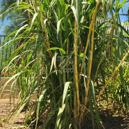 Hawaiian Yellow Sugarcane - The Tiki Yard - Sugarcane