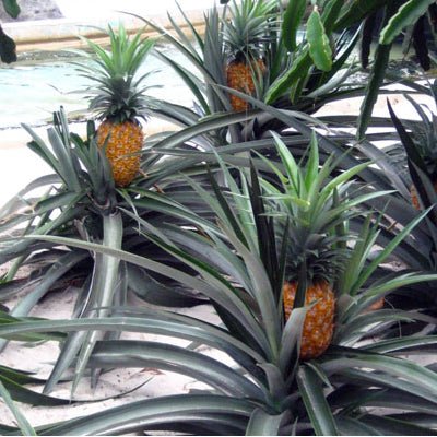 Elite Gold Pineapple - The Tiki Yard - Pineapple
