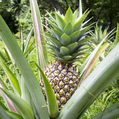 Hawaiian White Jade Pineapple - The Tiki Yard - Pineapple