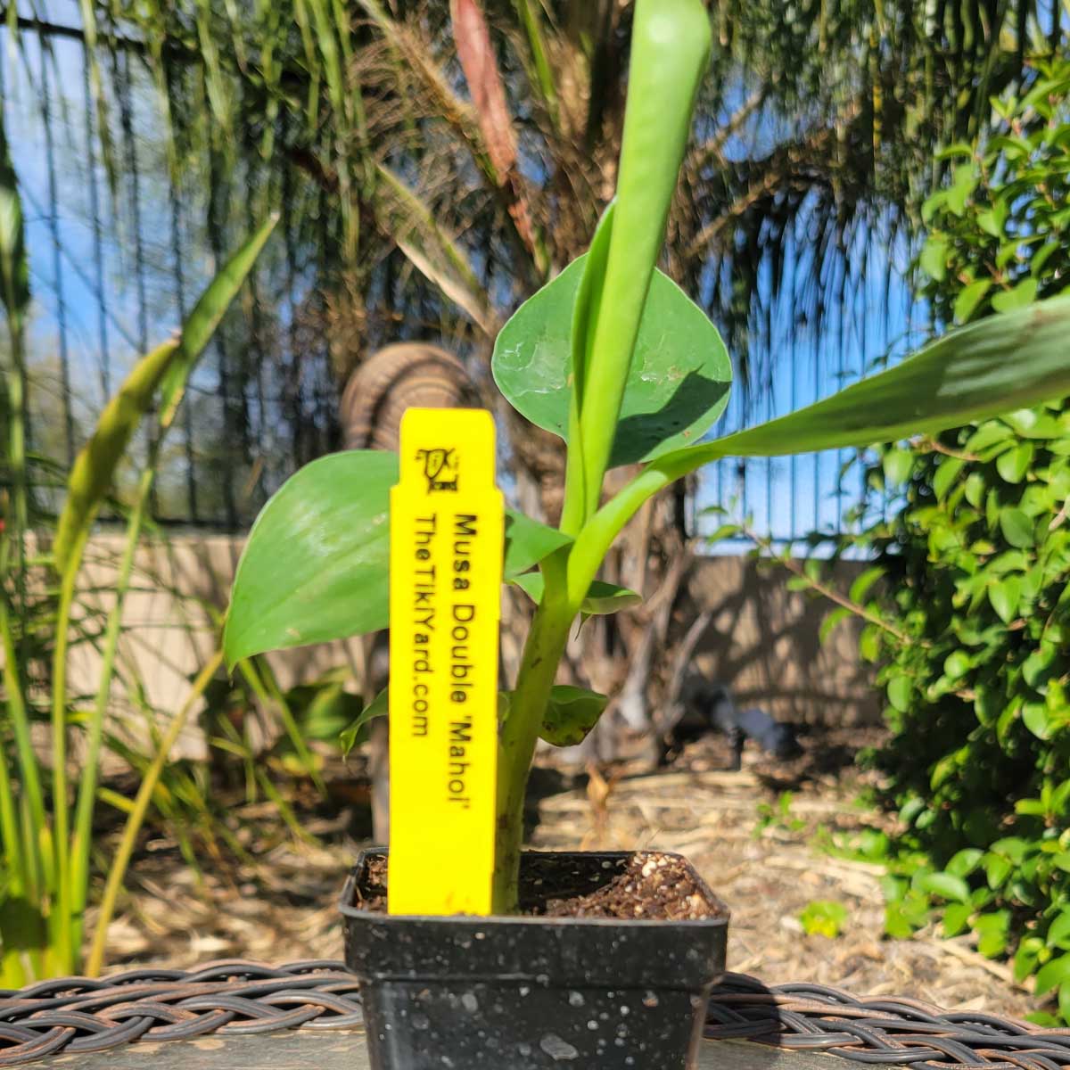 Musa Double 'Mahoi' Banana - The Tiki Yard - Banana Tree