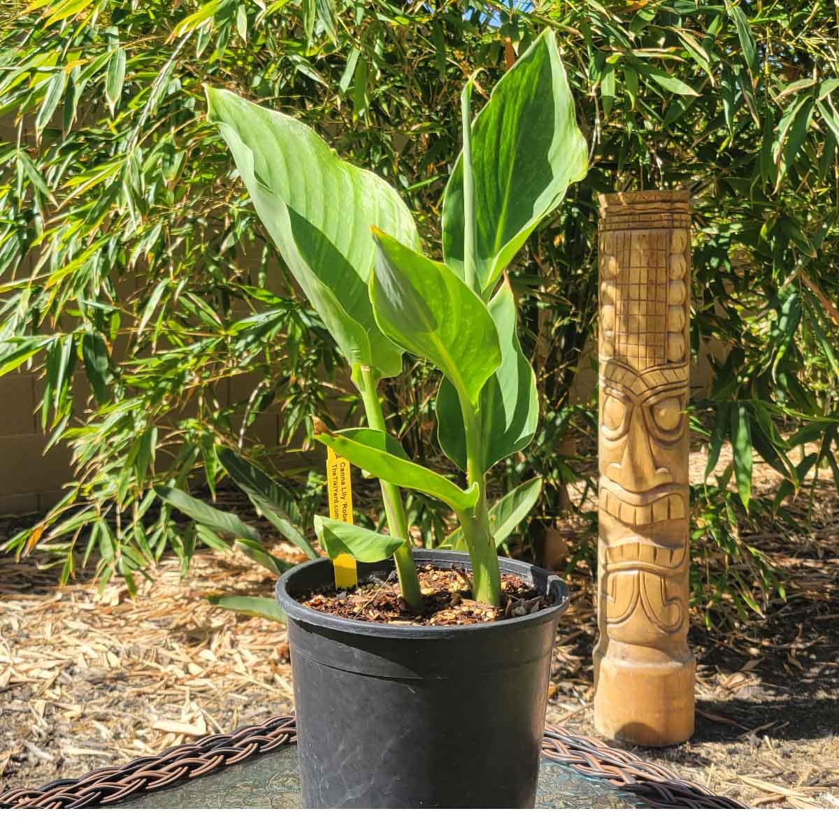 Robert Kemp Canna Lily - The Tiki Yard - Canna Lily