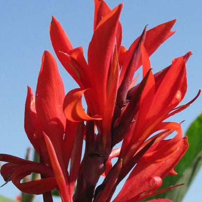 Robert Kemp Canna Lily - The Tiki Yard - Canna Lily