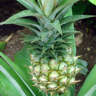 Elite Gold Pineapple - The Tiki Yard - Pineapple